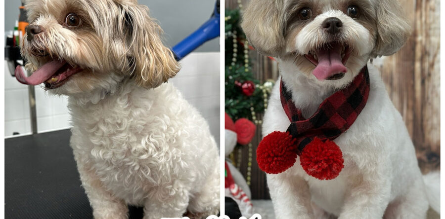 Photoroom_20241220_101929