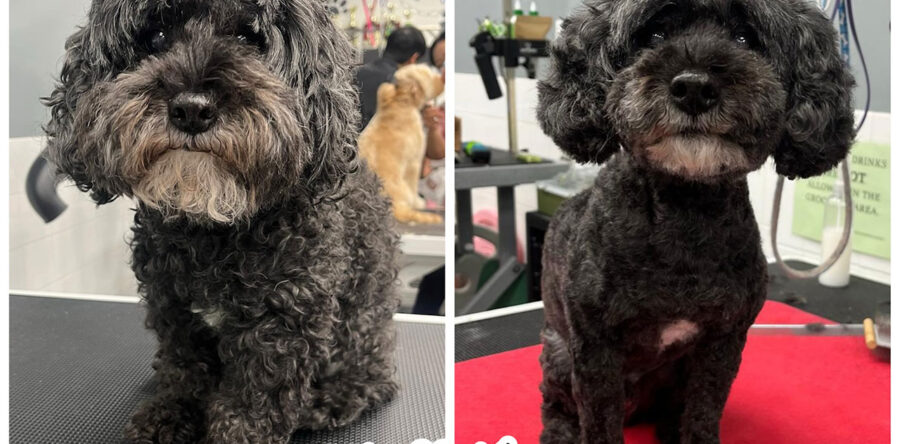 Photoroom_20241220_102147