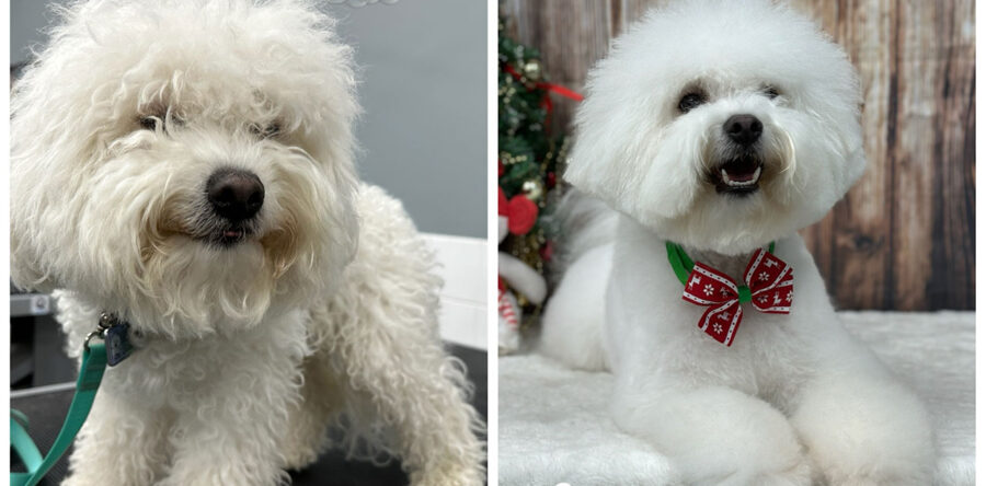 Photoroom_20241221_155658